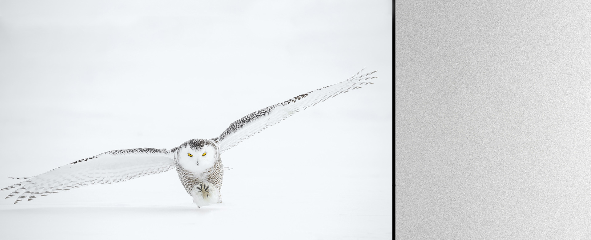 Schneeeule in Winterlandschaft.